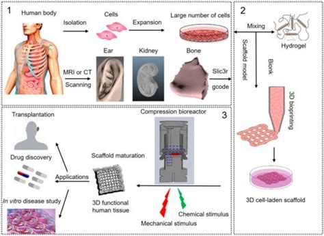 3D Bioprinting of Human Tissues: Biofabrication, Bioinks, and .
